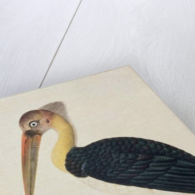 Ardea Argala by School Chinese