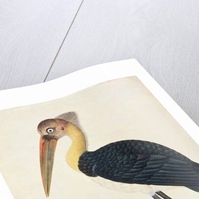 Ardea Argala by School Chinese