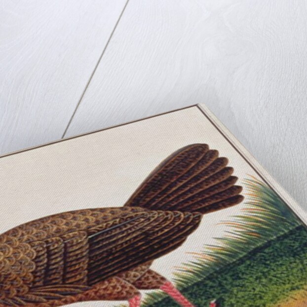 Great Argus by School Chinese