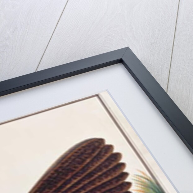 Great Argus by School Chinese