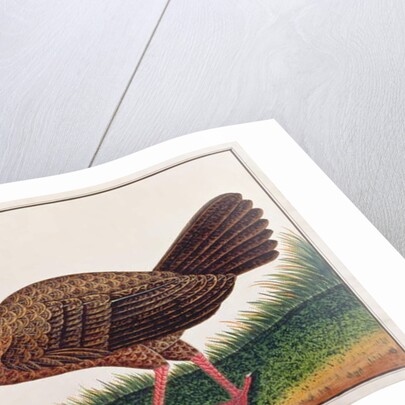 Great Argus by School Chinese