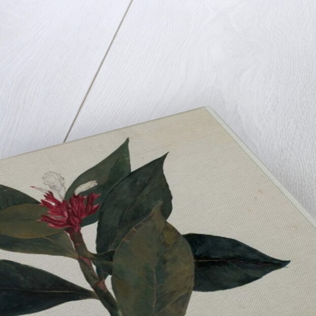 Sonamukhi, or Senna by Indian School