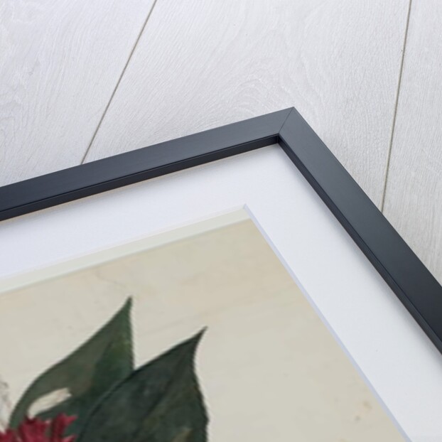 Sonamukhi, or Senna by Indian School