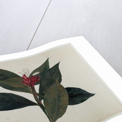 Sonamukhi, or Senna by Indian School