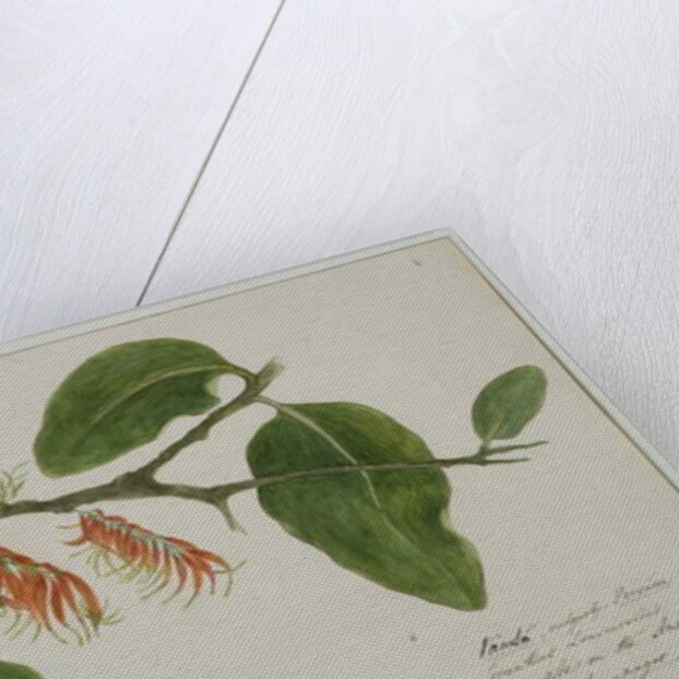 Dendrophthoe falcata, 1785 by Anna Maria Jones