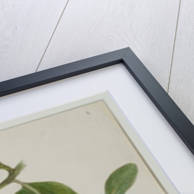 Dendrophthoe falcata, 1785 by Anna Maria Jones