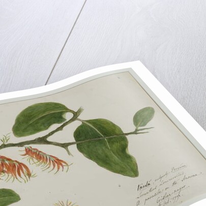 Dendrophthoe falcata, 1785 by Anna Maria Jones