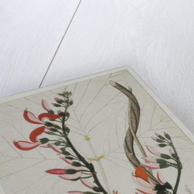 Butea superba Willd, 1787 by Indian School