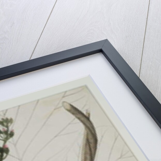 Butea superba Willd, 1787 by Indian School