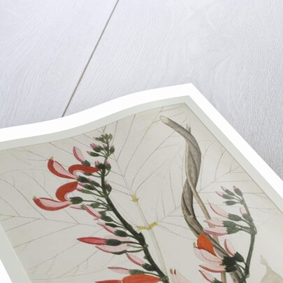 Butea superba Willd, 1787 by Indian School