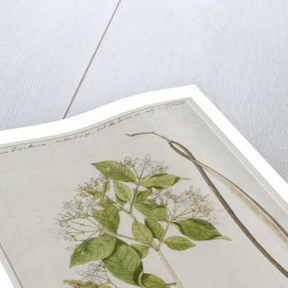 Wrightia tinctoria R, 1785 by Anna Maria Jones