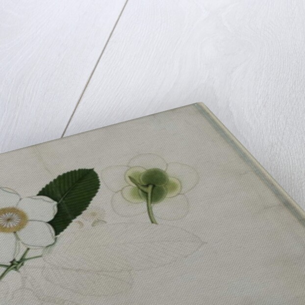 Dillenia indica, 1787 by al-Din Zayn