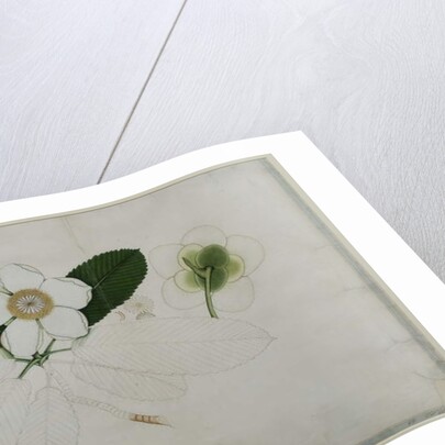 Dillenia indica, 1787 by al-Din Zayn