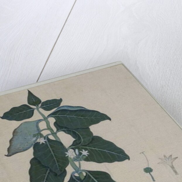 Cerbera manghas L, 1787 by Zayn al-Din