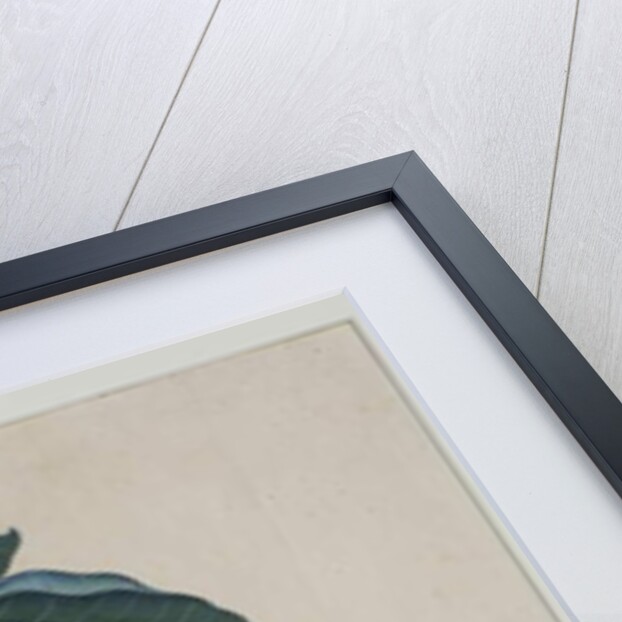 Cerbera manghas L, 1787 by Zayn al-Din