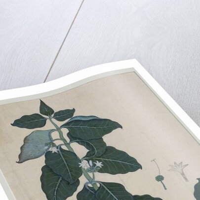 Cerbera manghas L, 1787 by Zayn al-Din