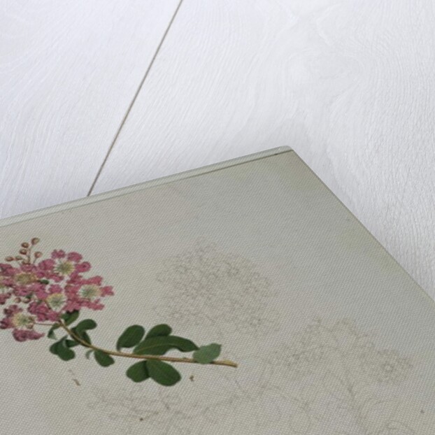 Lagerstroemia indica L., 1787 by al-Din Zayn