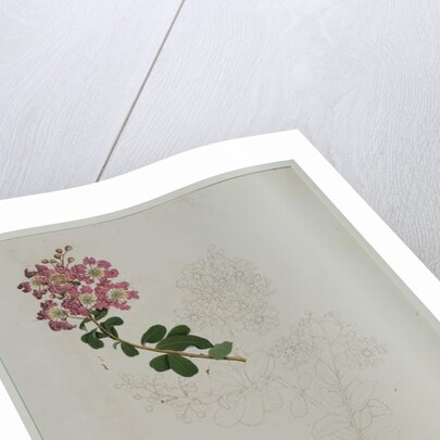 Lagerstroemia indica L., 1787 by al-Din Zayn