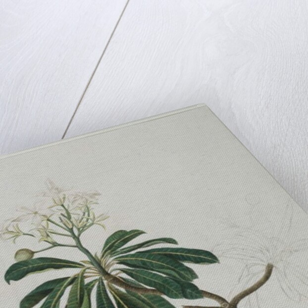 Cerbera manghas L., 1787 by Zayn al-Din