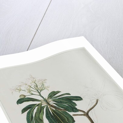 Cerbera manghas L., 1787 by Zayn al-Din