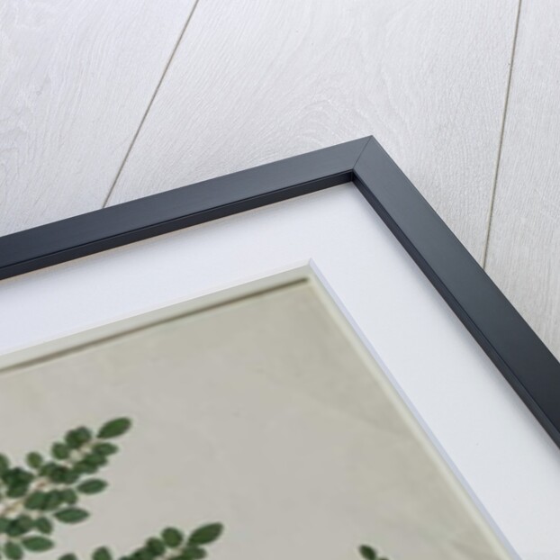 Moringa oleifera, also called horse-raddish tree, or drumstick tree by Anna Maria Jones