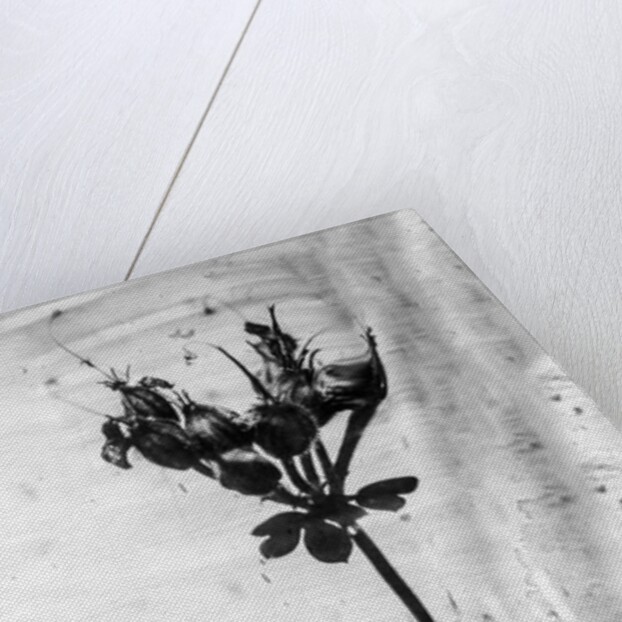 Amid the Flowers 14, 2021 by Teis Albers