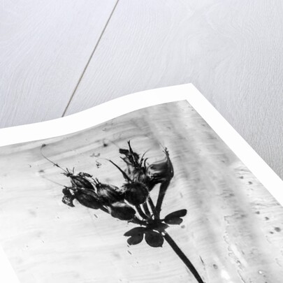 Amid the Flowers 14, 2021 by Teis Albers