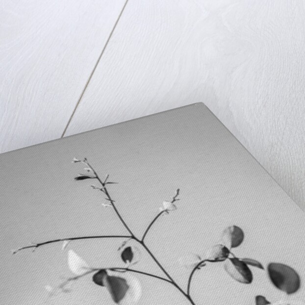 Amid the Flowers 60, 2021 by Teis Albers