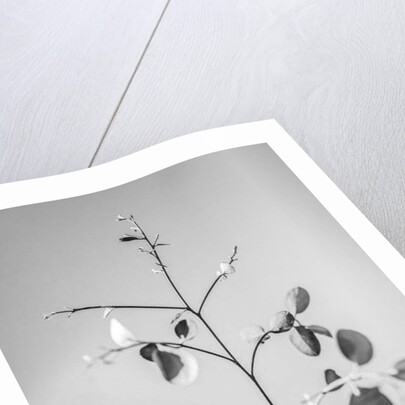 Amid the Flowers 60, 2021 by Teis Albers