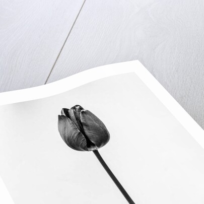 Amid the Flowers 63, 2021 by Teis Albers