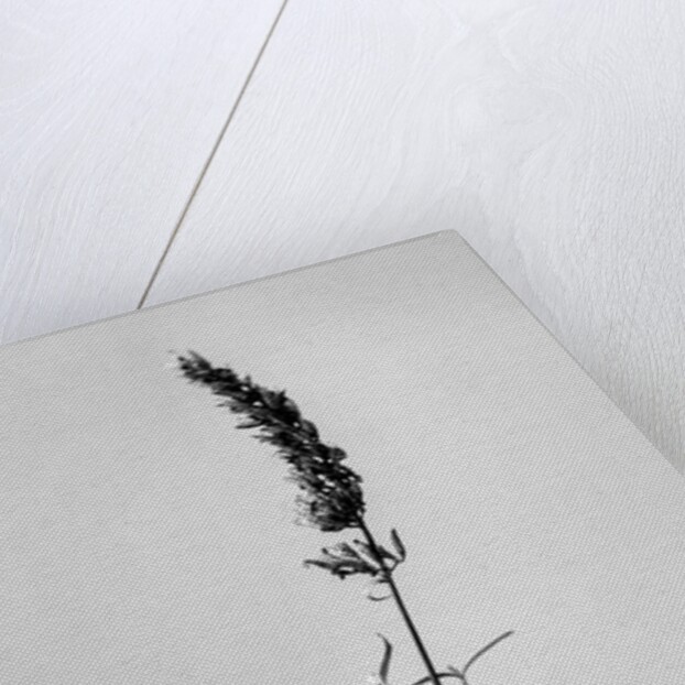 Amid the Flowers 74, 2021 by Teis Albers