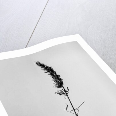 Amid the Flowers 74, 2021 by Teis Albers