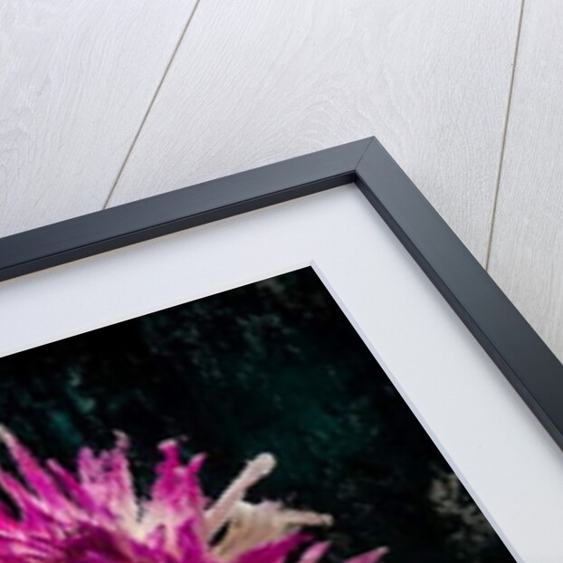 Sugarplum, 2018 by Teis Albers