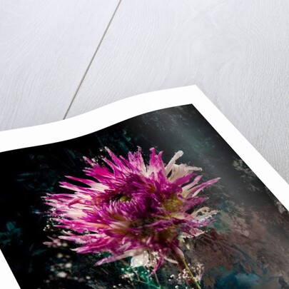 Sugarplum, 2018 by Teis Albers