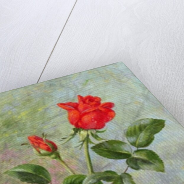 The Crimson Rose, a Messenger of Love by Albert Williams