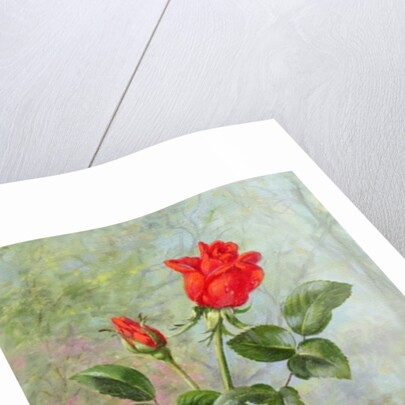The Crimson Rose, a Messenger of Love by Albert Williams