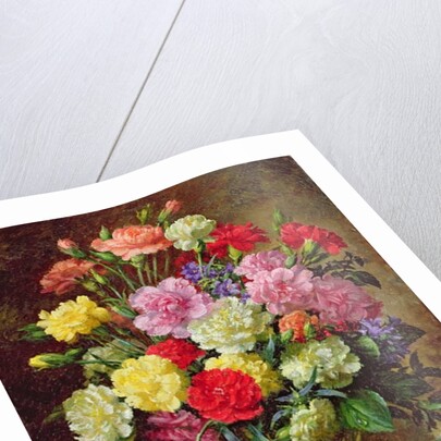 Carnations of Radiant Colours by Albert Williams