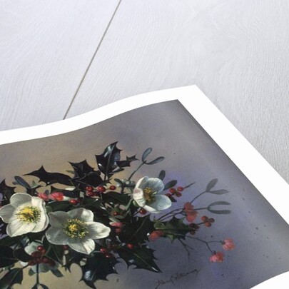 AB/89 Christmas roses by Albert Williams