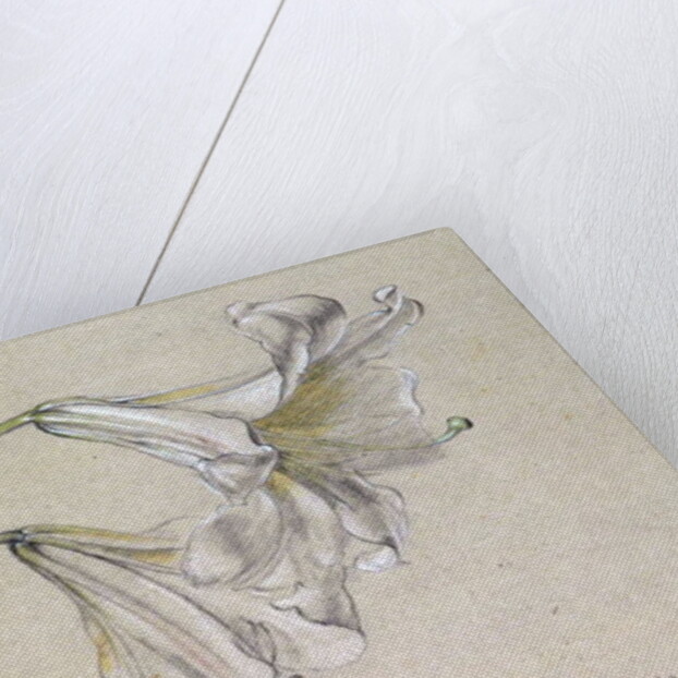 Lily by Albert Williams