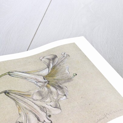 Lily by Albert Williams