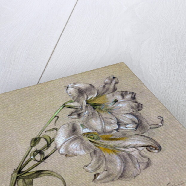 Lily by Albert Williams