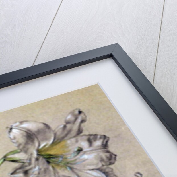 Lily by Albert Williams