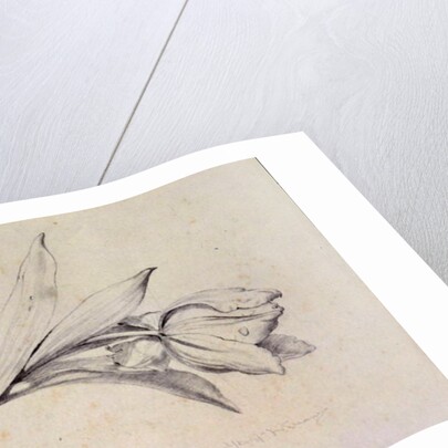 Tulip by Albert Williams