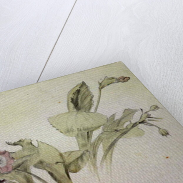 Auricula by Albert Williams