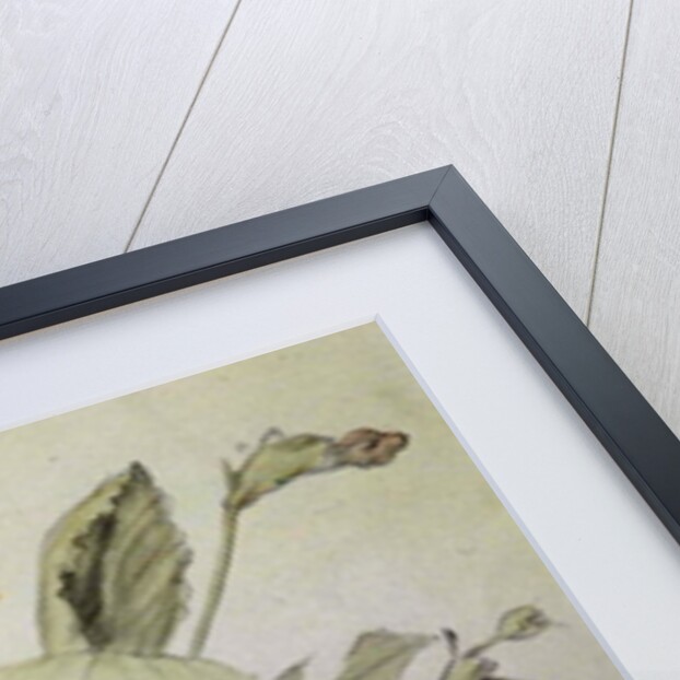 Auricula by Albert Williams