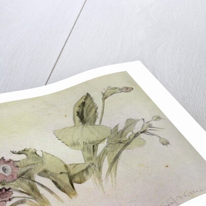 Auricula by Albert Williams