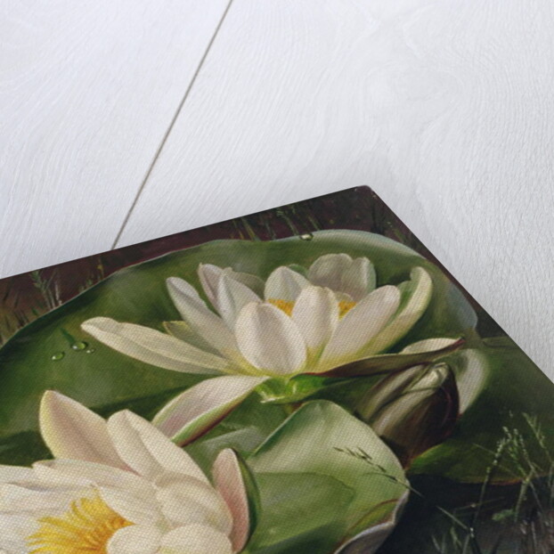 Water Lilies, 20th century by Albert Williams