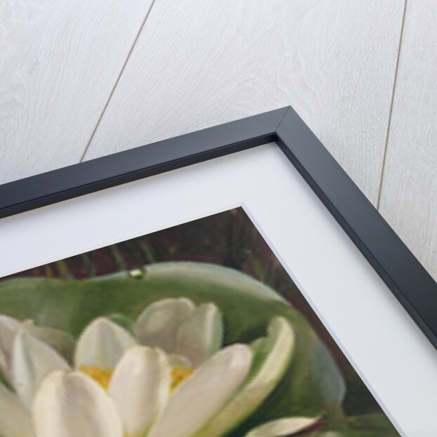 Water Lilies, 20th century by Albert Williams