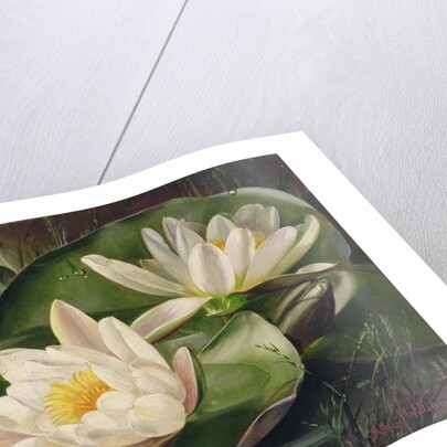 Water Lilies, 20th century by Albert Williams