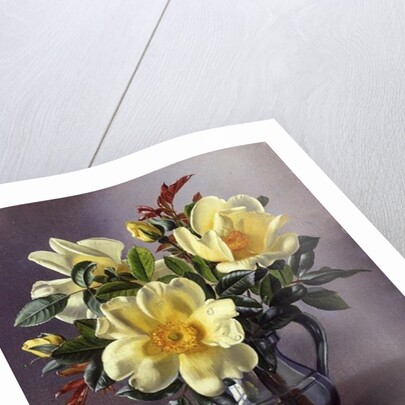 AB96 Yellow Roses in a Tankard by Albert Williams